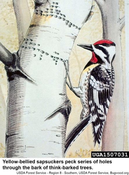 Thumbnail image for Yellow-Bellied Sapsucker